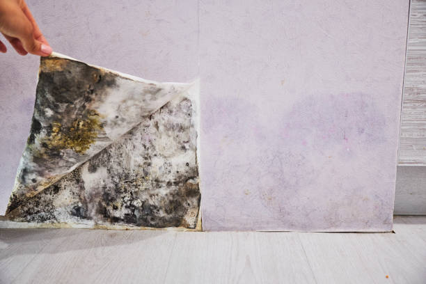 Best Residential Mold Remediation in Grayling, MI
